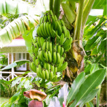Blancheporte Pestovateľská súprava "Banánovník"