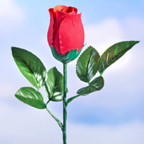 Blancheporte Hovoriaca narodeninová ruža