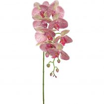 Orchidea Phalänopsis Sissi